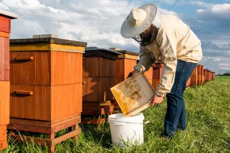 Joint management of cross-border bee diseases