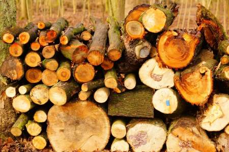 Harmonisation of the EU Regulation on Timber and Timber Products (EUTR - European Union Timber Regulation) and the new EUDR - Regulation on Deforestation-free Products, which amends it