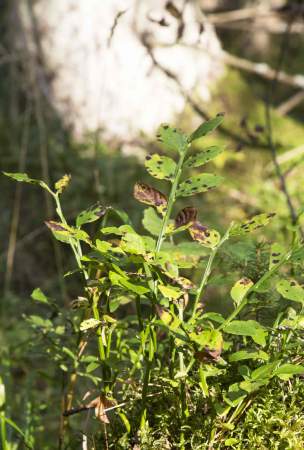 Integrated management of invasive species